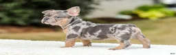 French Bulldog dogs for sale: Mason – Blue & Tan Merle - Ad 2