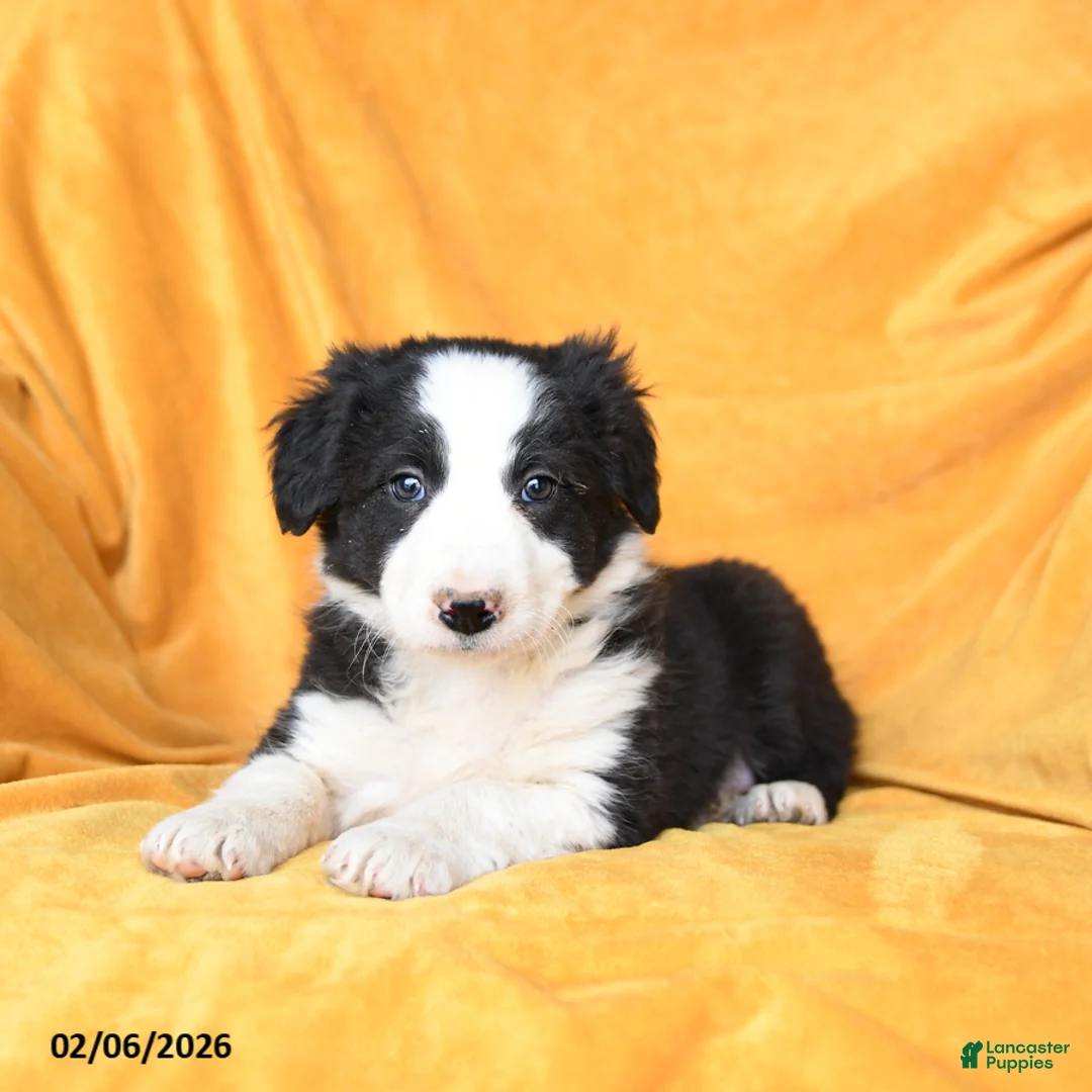 Border Collie dogs for sale: Wafer - Ad 3