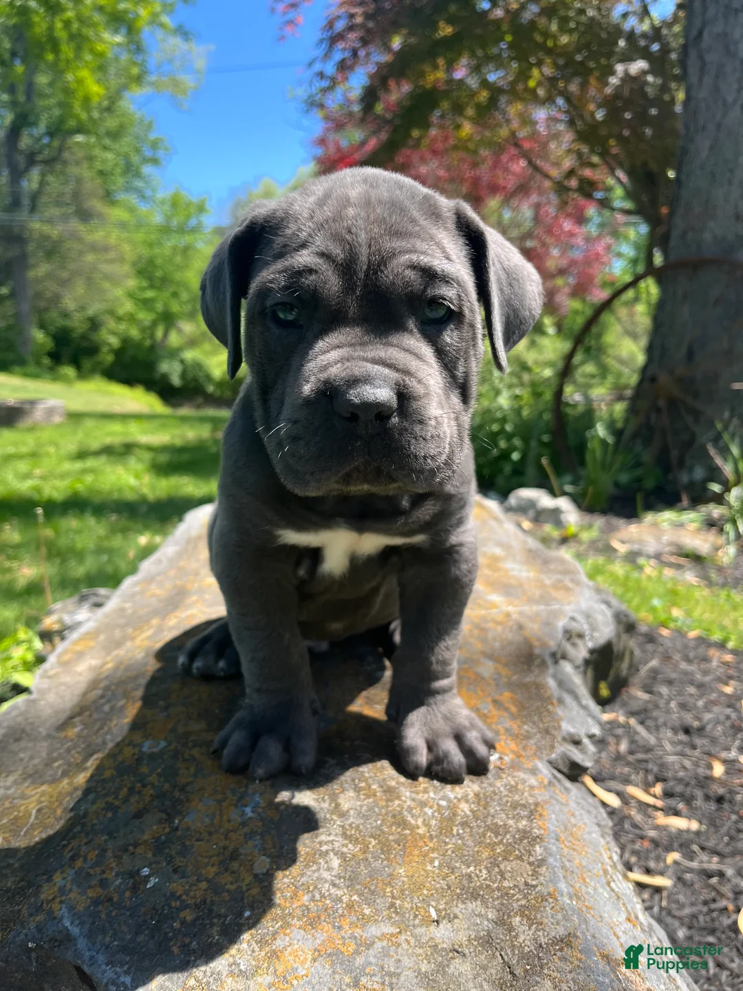 Cane Corso dogs for sale: Enzo  - Ad 1