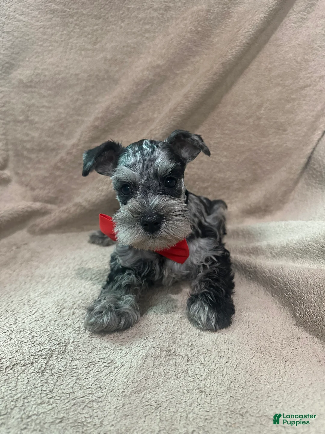 Miniature Schnauzer dogs for sale: Oddie  - Ad 2