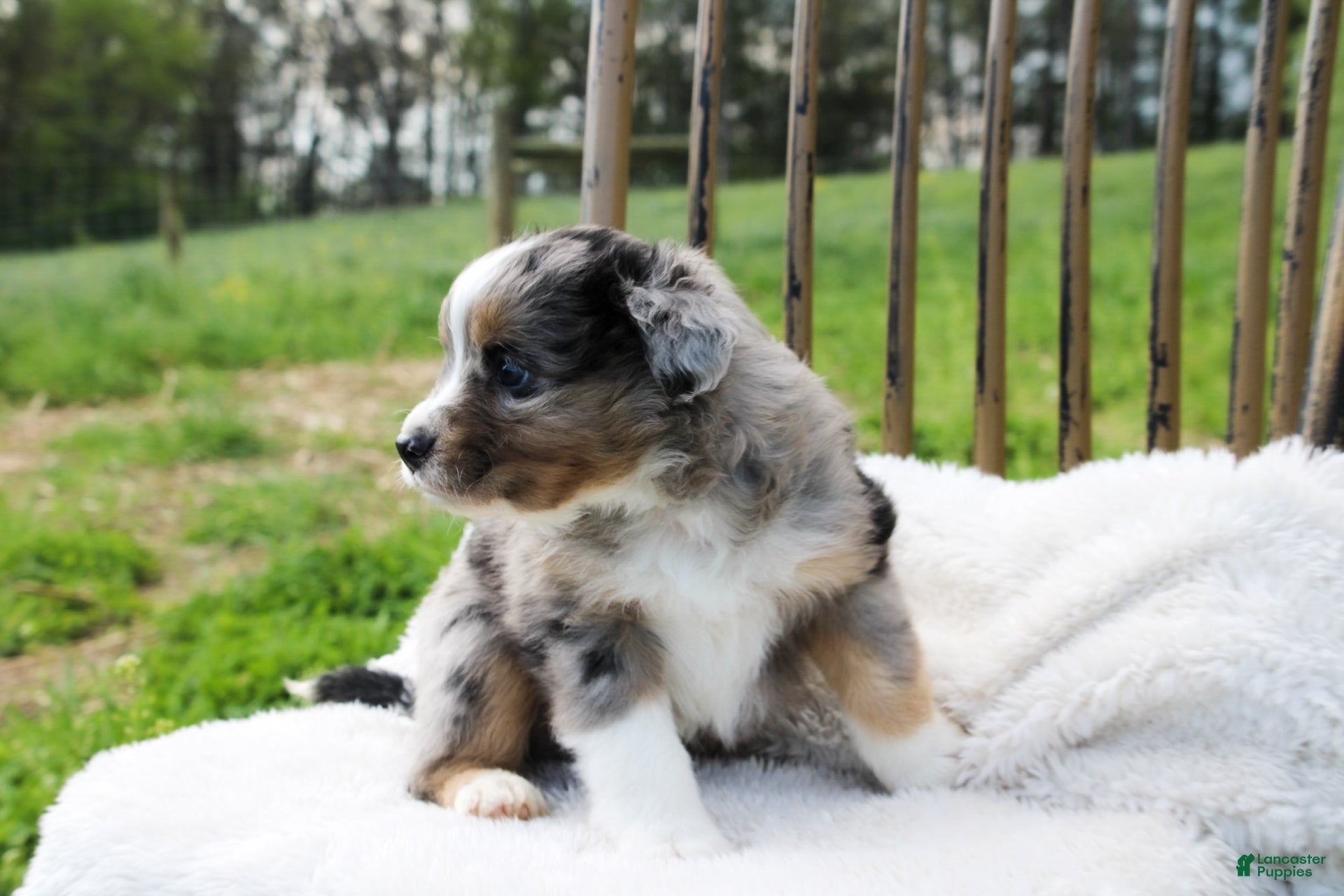Miniature Australian Shepherd dogs Gage - Ad 2