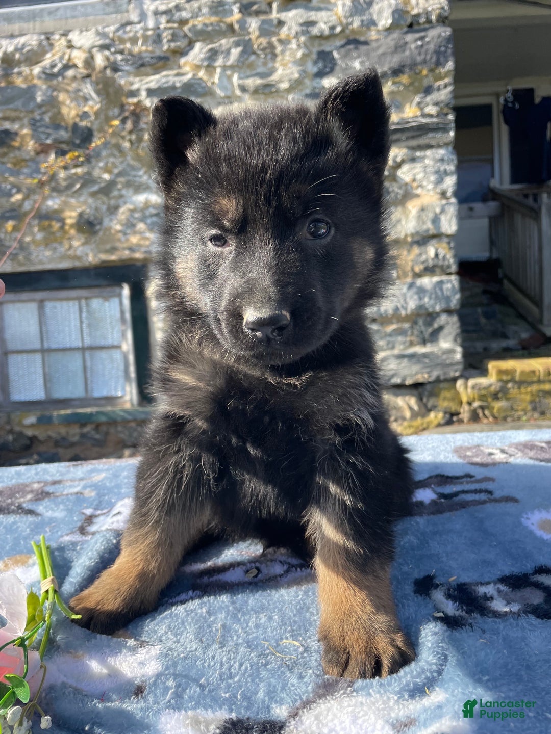 German Shepherd dogs for sale: Rudy - Ad 3