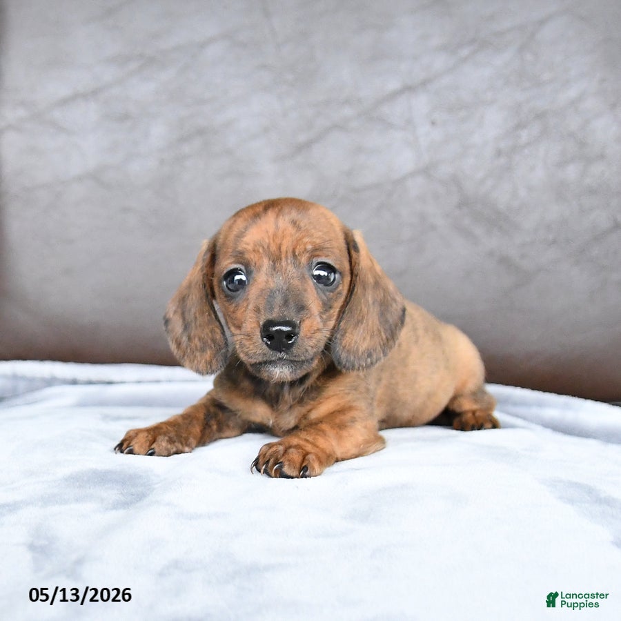 Miniature Dachshund dogs for sale: Cherry - Ad 4