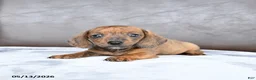 Miniature Dachshund dogs for sale: Cherry - Ad 1
