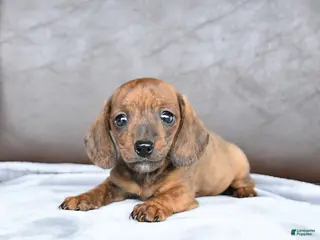 Miniature Dachshund dogs for sale: Cherry - Ad 4