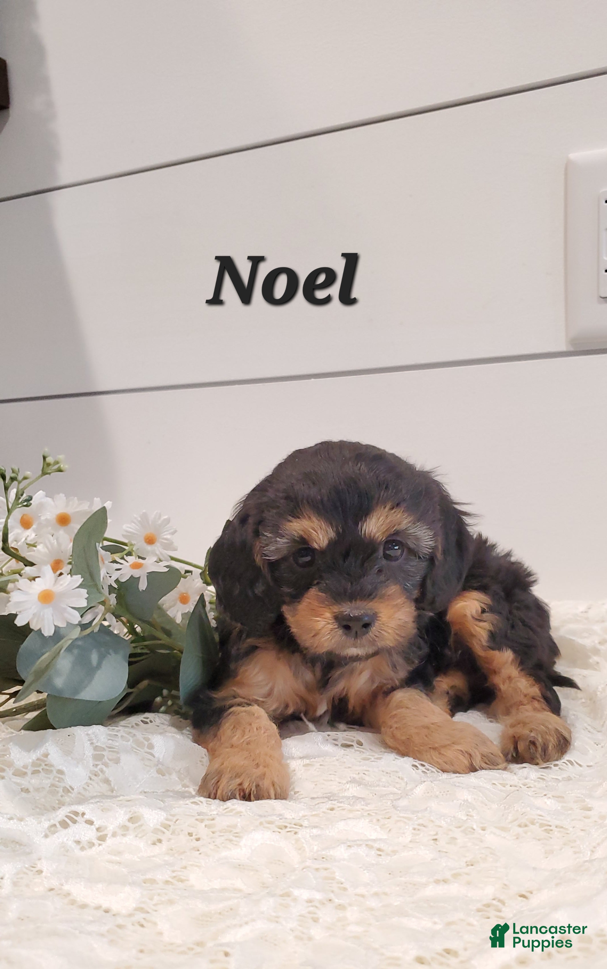 Cavapoo dogs Noel - Ad 30