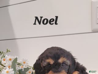 Cavapoo dogs Noel - Ad 30