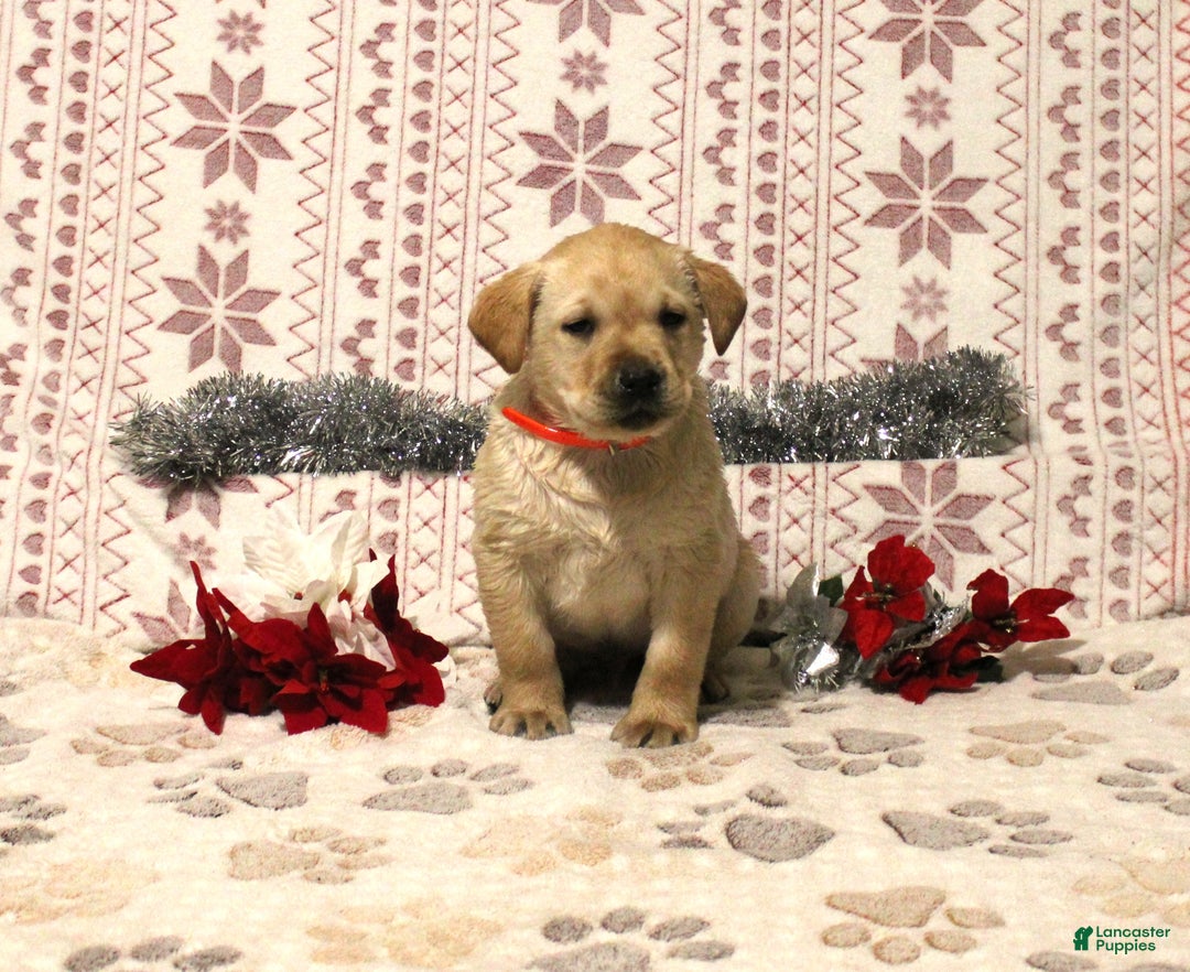 Labrador Retriever dogs for sale: Chester - Ad 1