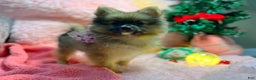 Pomeranian dogs for sale: Carol  - Ad 2