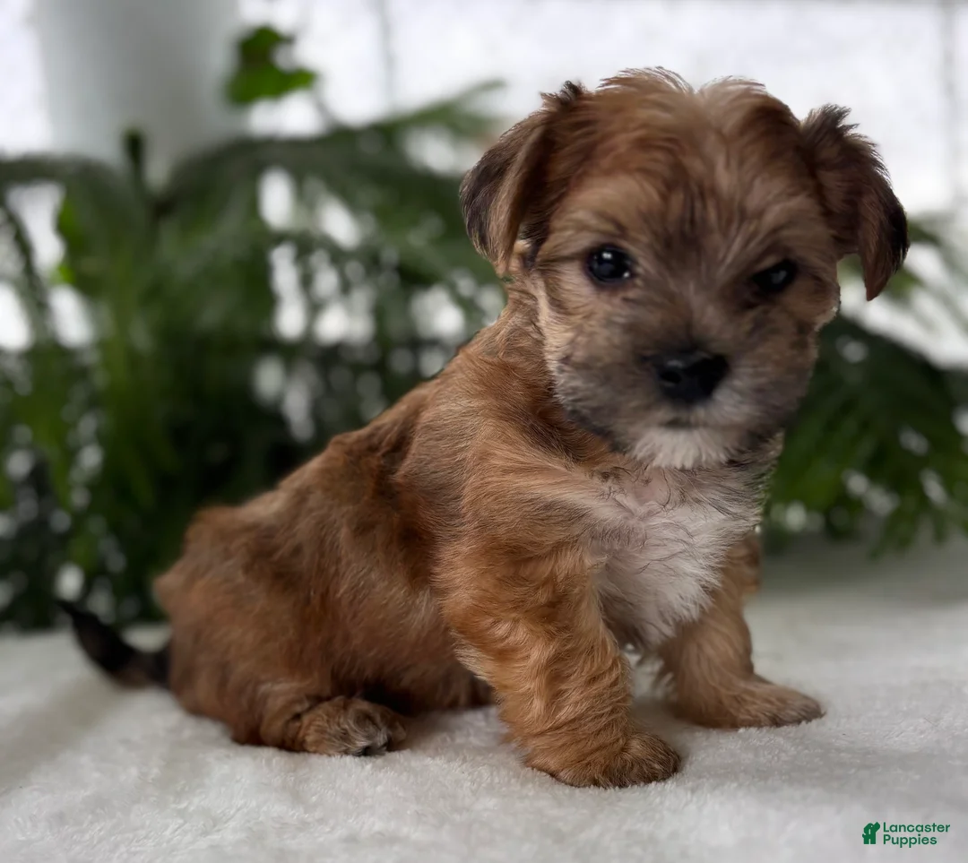 Morkie dogs for sale: J.Jay - Ad 11