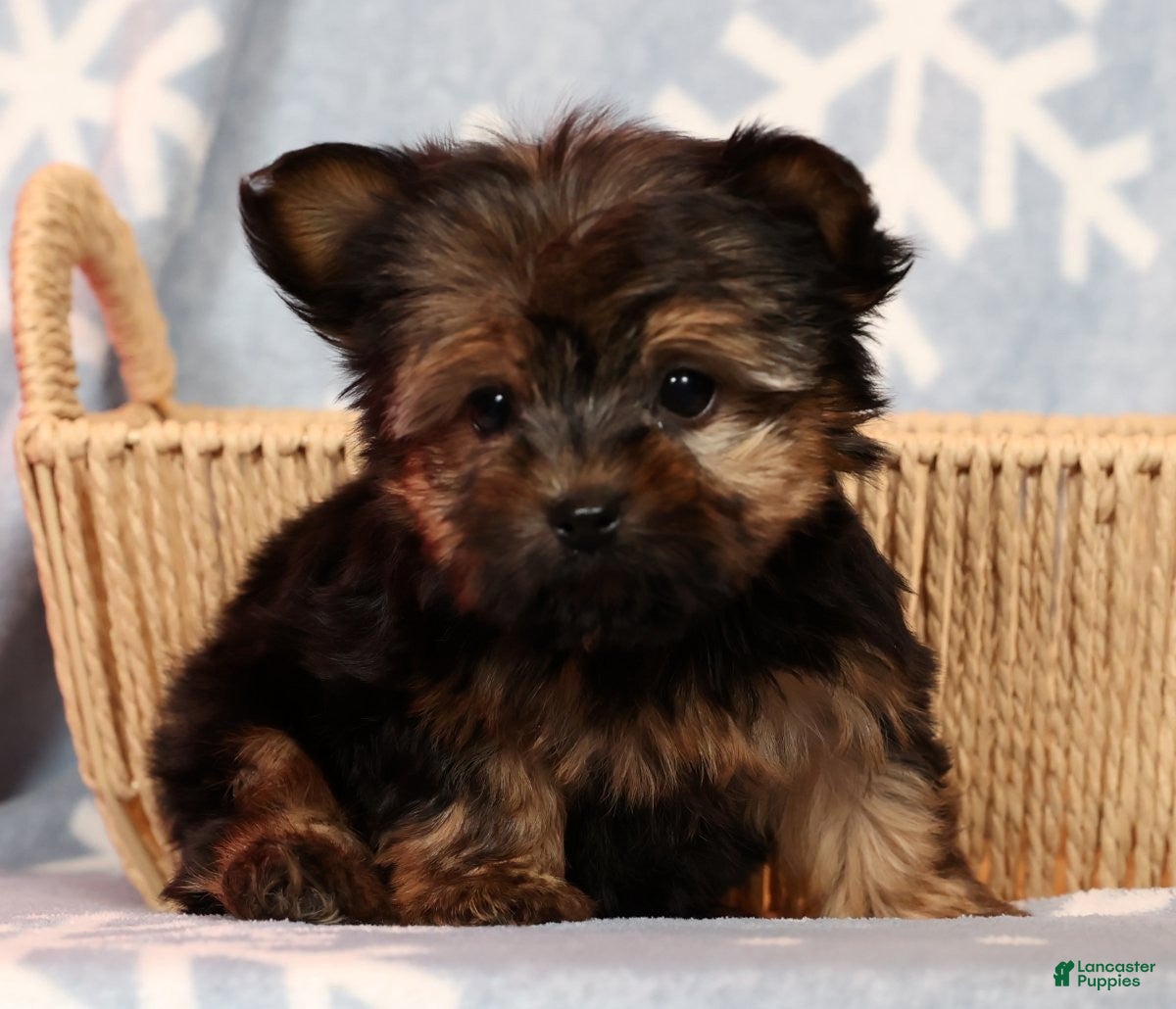 Yorkshire Terrier dogs Jody - Ad 19