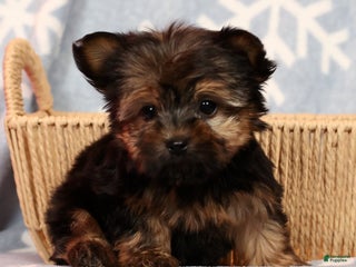 Yorkshire Terrier dogs Jody - Ad 7