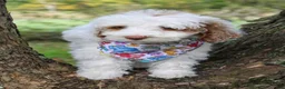 Goldendoodle dogs for sale: Grumpy - Ad 3