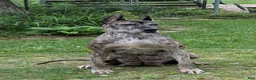 Great Dane dogs for sale: Great Dane 2 - Ad 8