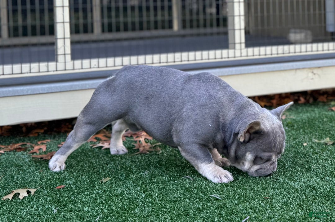 French Bulldog dogs for stud: Isabella pied/Lilac tan carrying testable STUD - Ad 6
