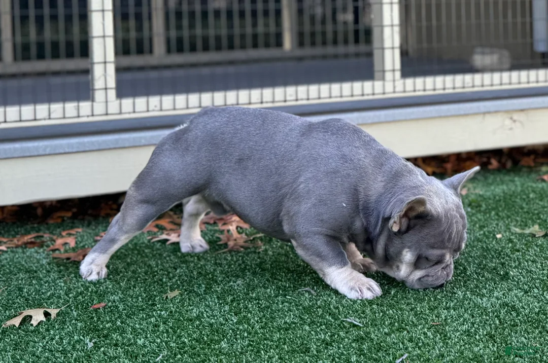French Bulldog dogs for stud: Isabella pied/Lilac tan carrying testable STUD - Ad 6