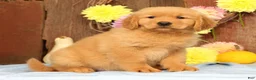 Golden Retriever dogs for sale: Harmony - Ad 7