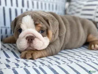 English Bulldog dogs Aurora - Ad 12