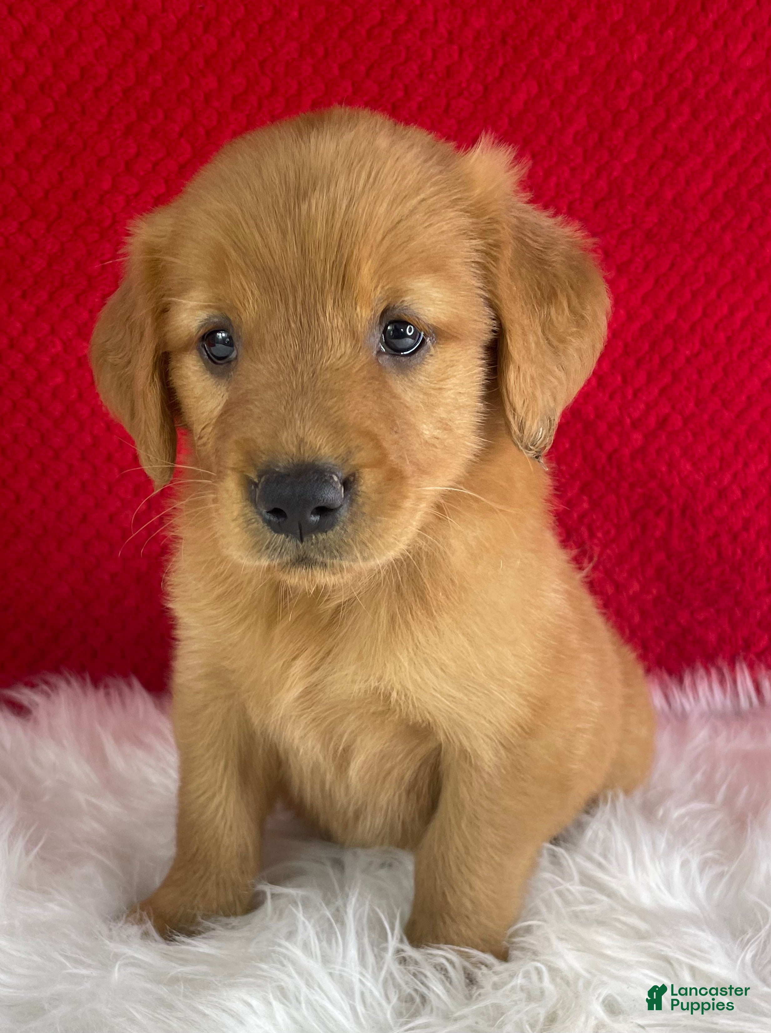 Golden Retriever dogs Piper - Ad 1