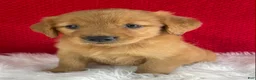 Golden Retriever dogs for sale: Piper - Ad 1