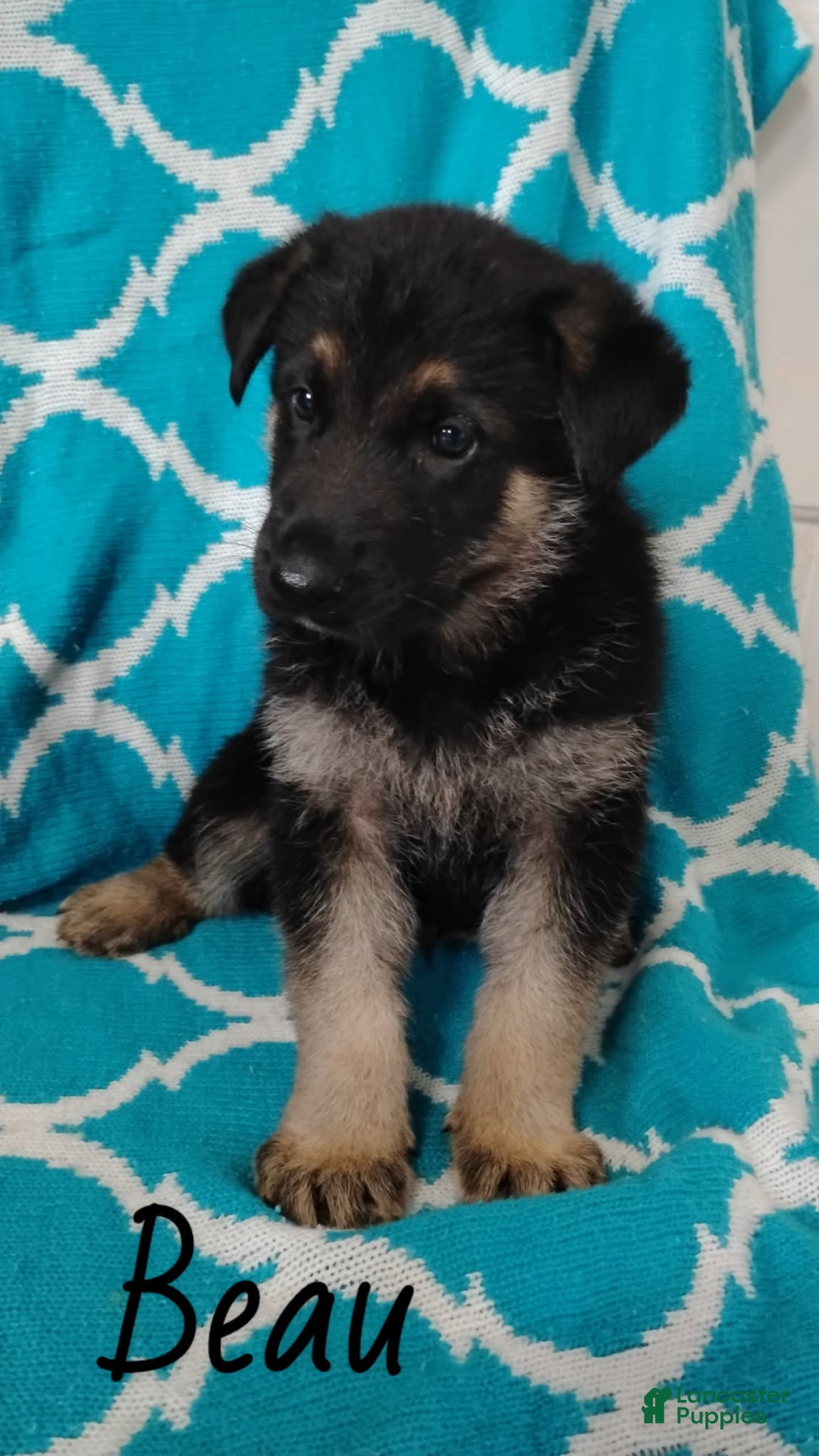 German Shepherd dogs for sale: Beau - Ad 1