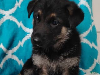 German Shepherd dogs Beau - Ad 38