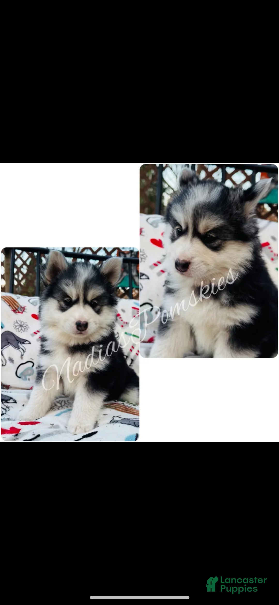 Pomsky dogs for sale: Pomsky Girl Gray/Black/White - Ad 1