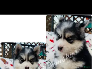 Pomsky dogs Pomsky Girl Gray/Black/White - Ad 1