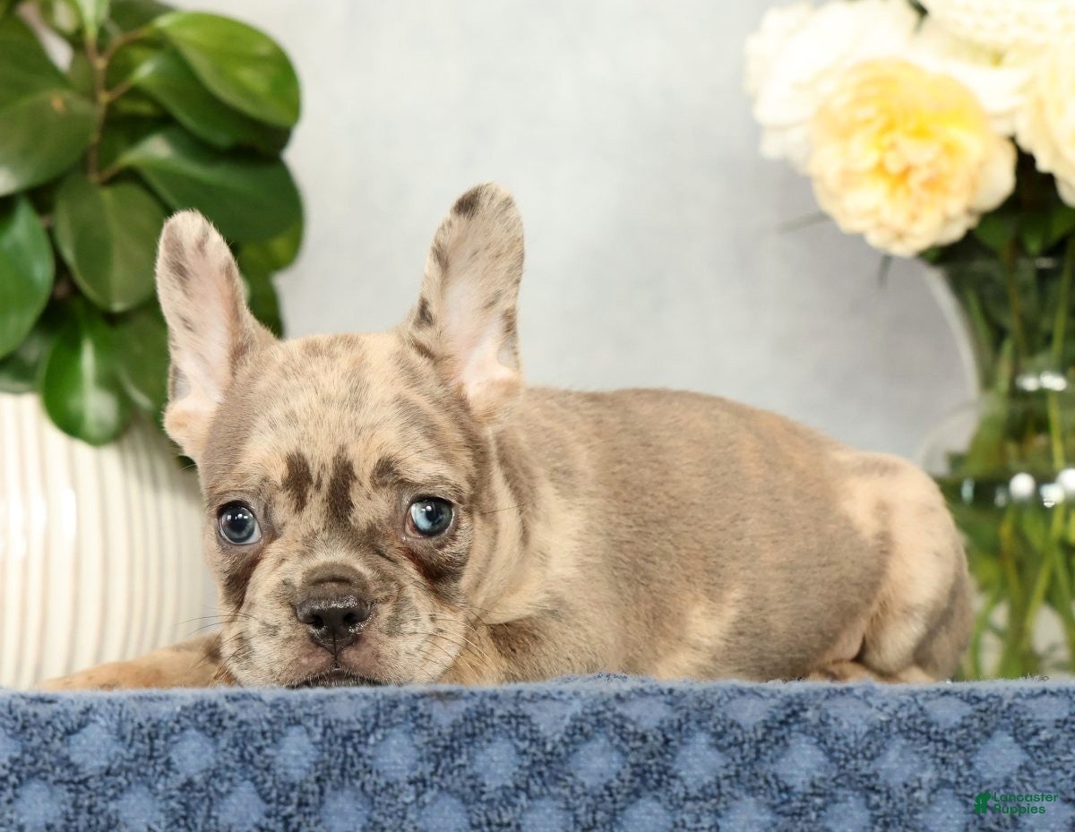 French Bulldog dogs Peter - Ad 2