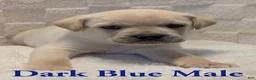 Cane Corso dogs for sale: Dark Blue - Ad 4