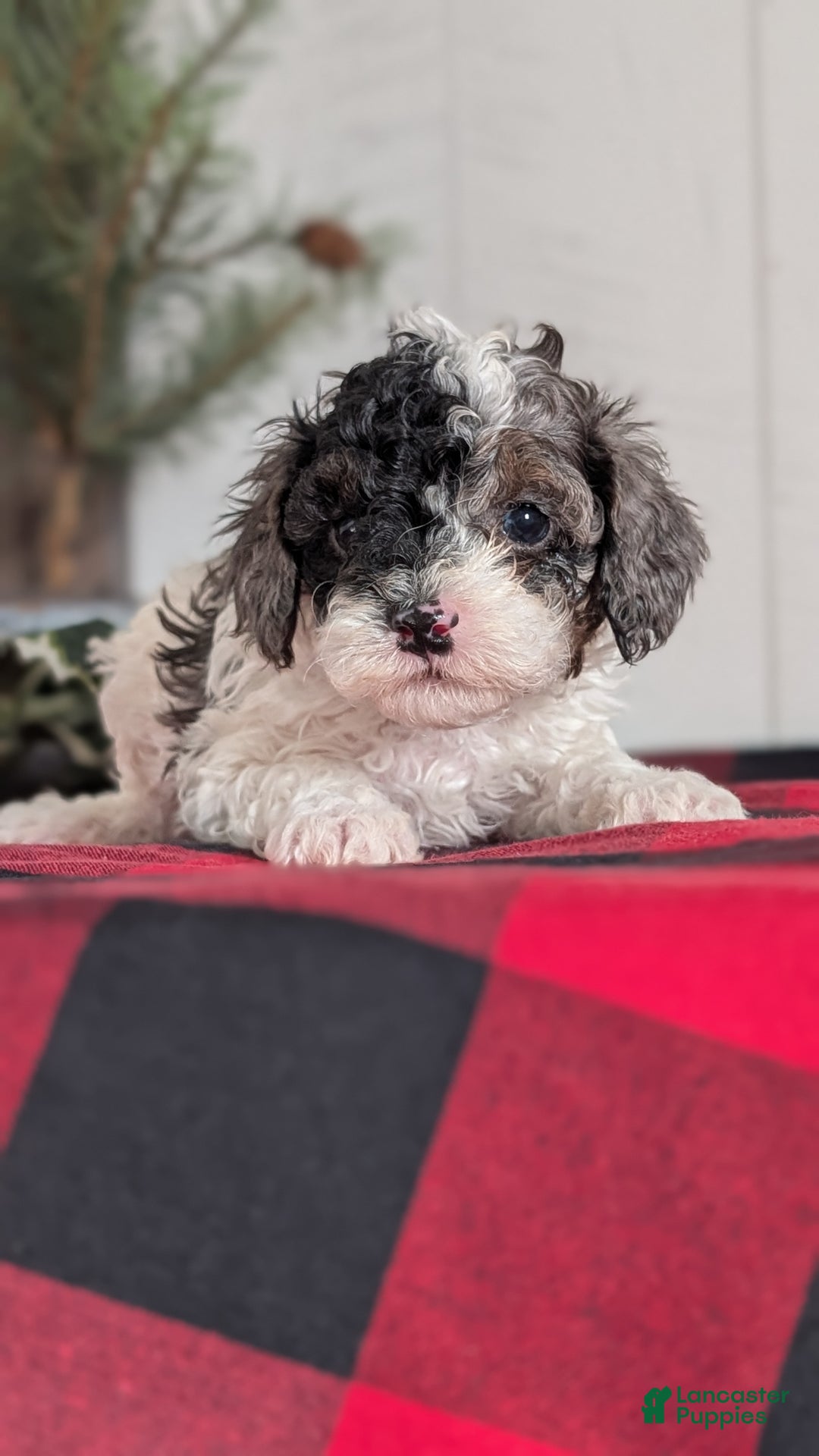 Cockapoo dogs for sale: Saint - Ad 11