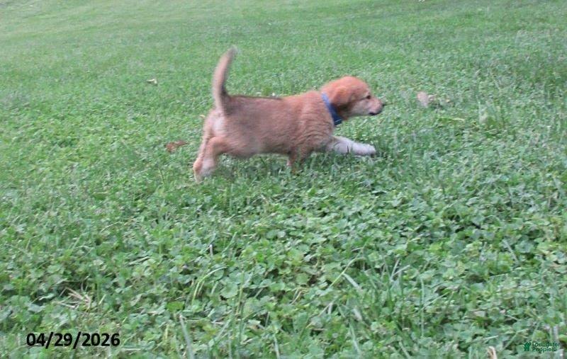 Mixed Breed dogs Aztec - Ad 2