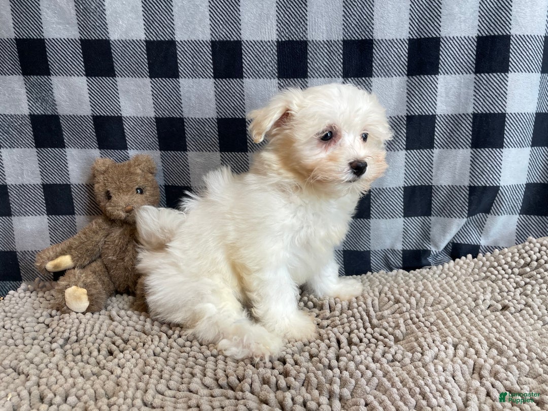 Mixed Breed dogs for sale: Sissy - Ad 3