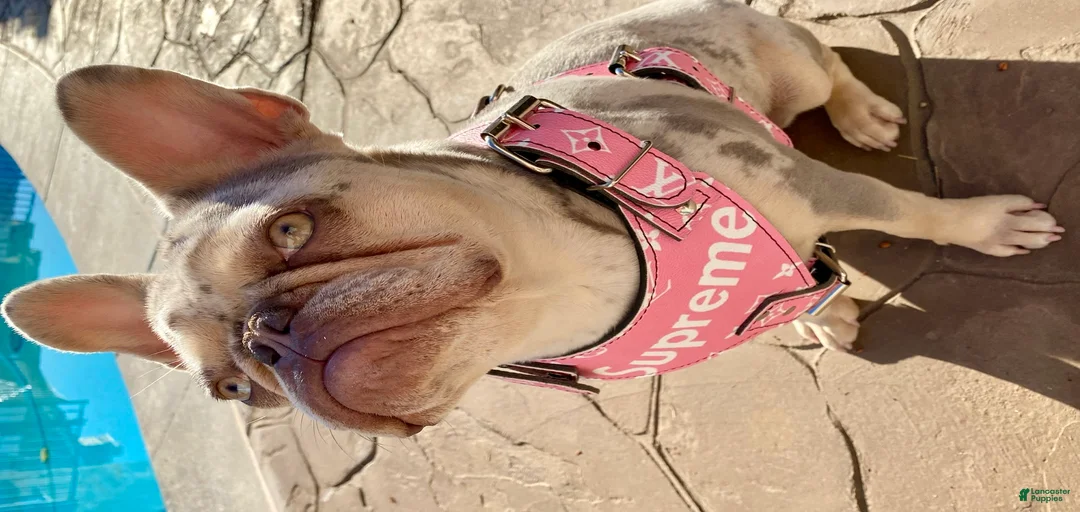 Gallery Image {{count}}