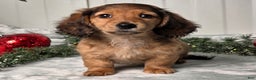 Miniature Dachshund dogs for sale: Shelly - Ad 9