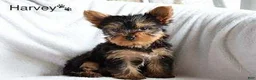 Yorkshire Terrier dogs for sale: Harvey - Ad 4