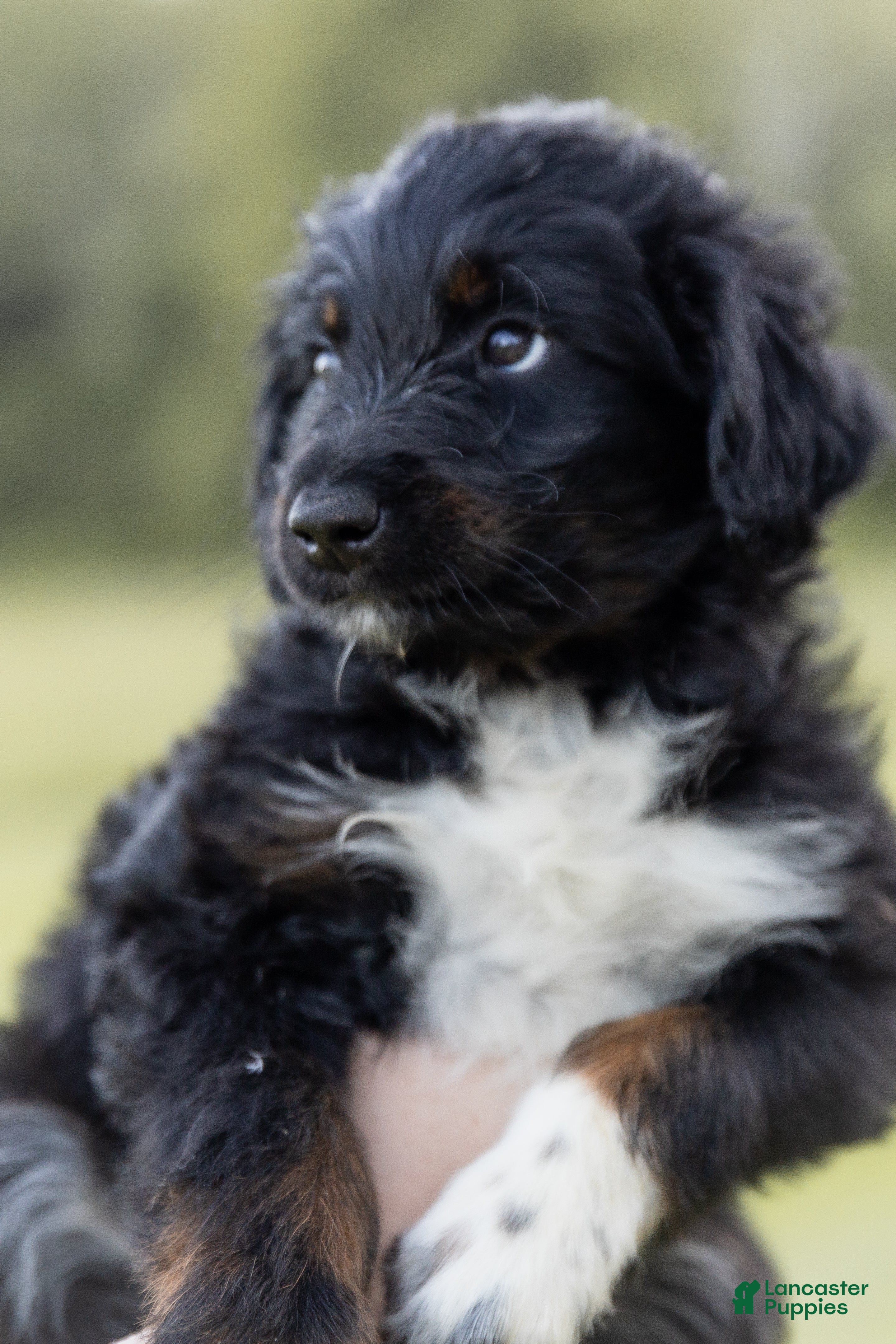 Aussiedoodle dogs Flower  - Ad 2