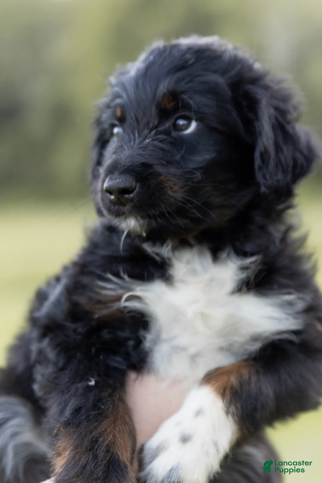 Aussiedoodle dogs for sale: Flower  - Ad 2