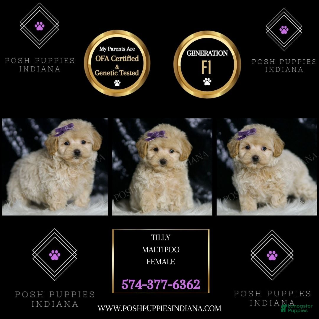 Maltipoo dogs Tilly - Ad 2
