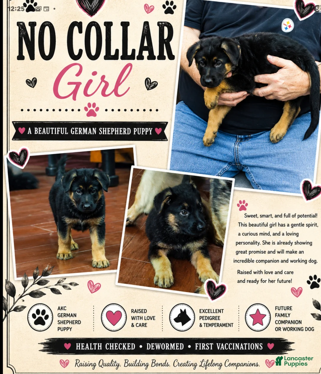 German Shepherd dogs for sale: German Shepherd Puppy 8 - Ad 1