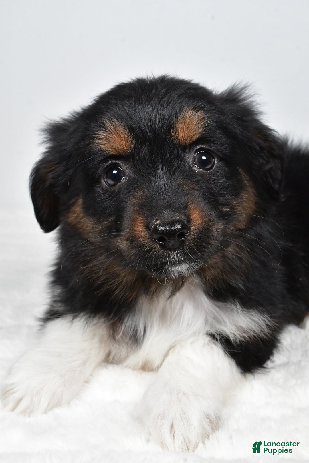 Miniature Australian Shepherd dogs for sale: Randal - Ad 7