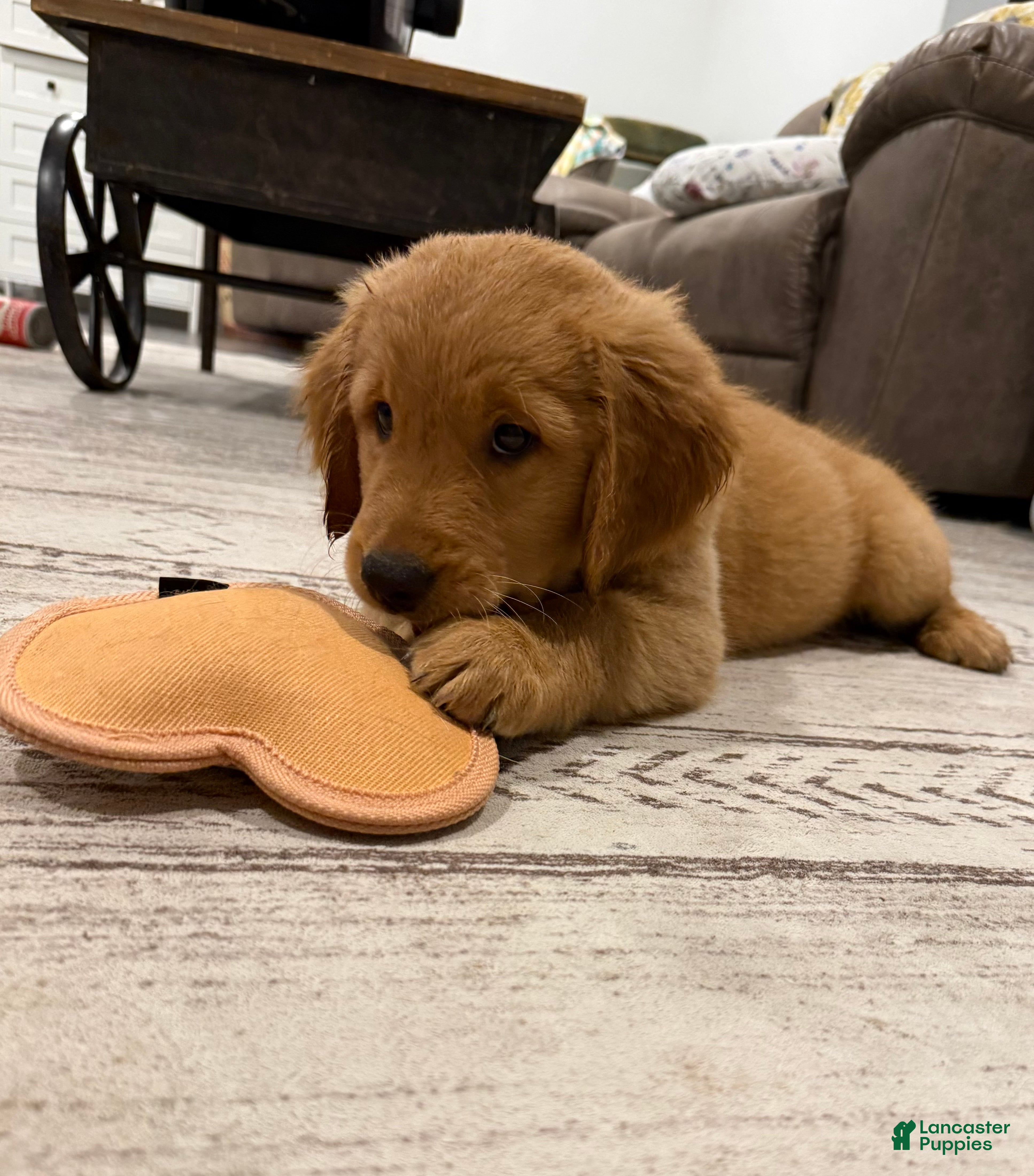 Golden Retriever dogs Wilson - Yellow - Ad 27