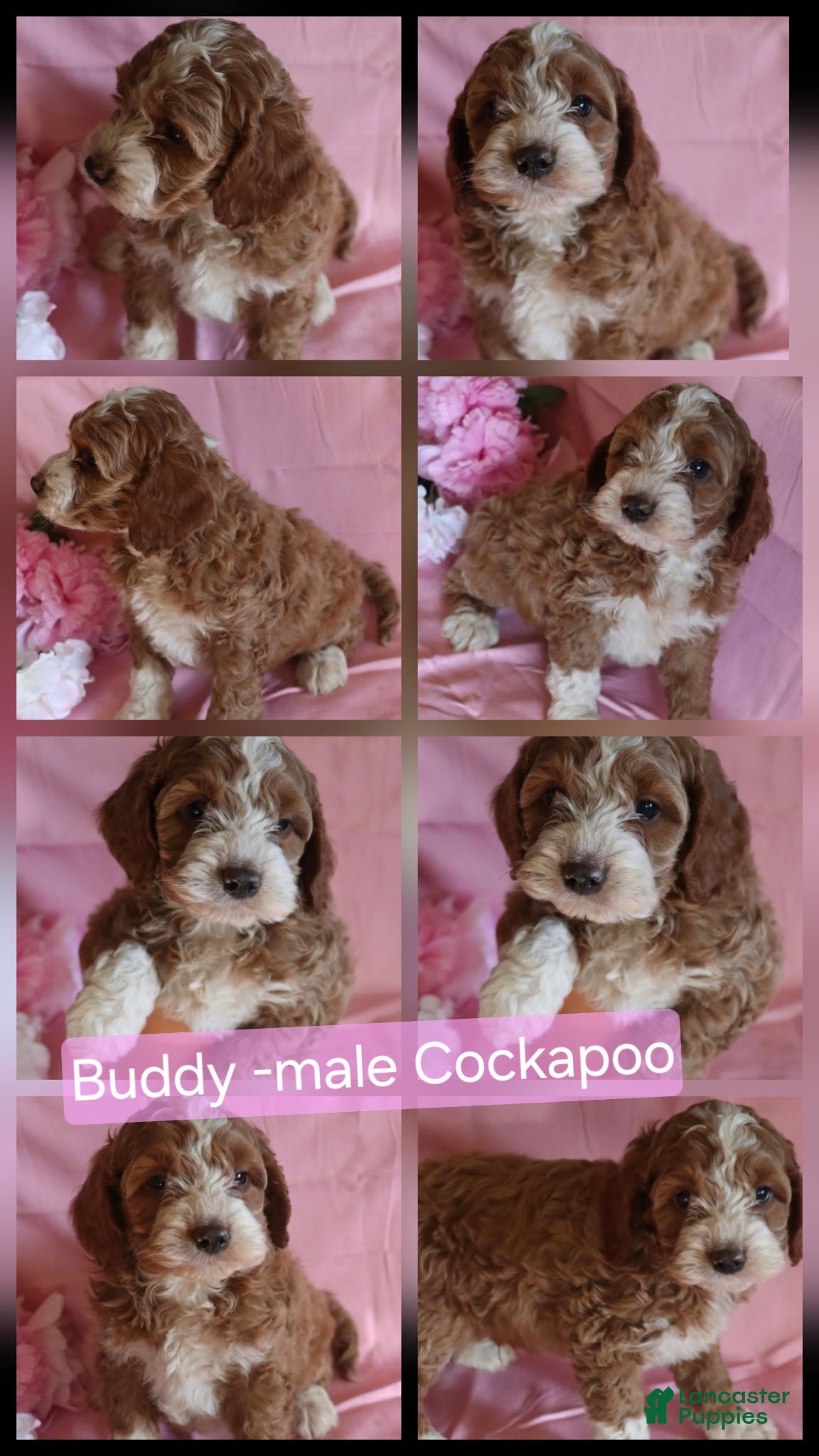 Cockapoo dogs Buddy - Ad 2