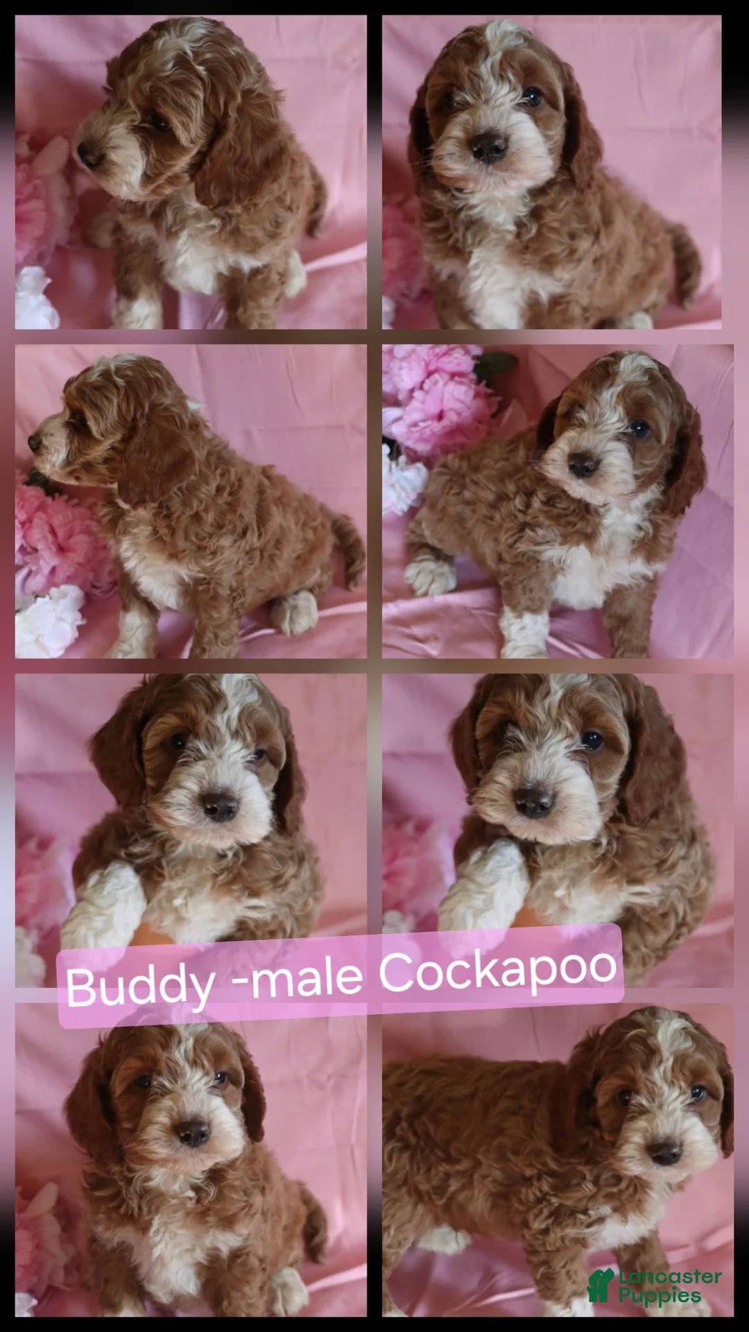 Cockapoo dogs for sale: Buddy - Ad 1