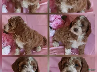 Cockapoo dogs Buddy - Ad 2