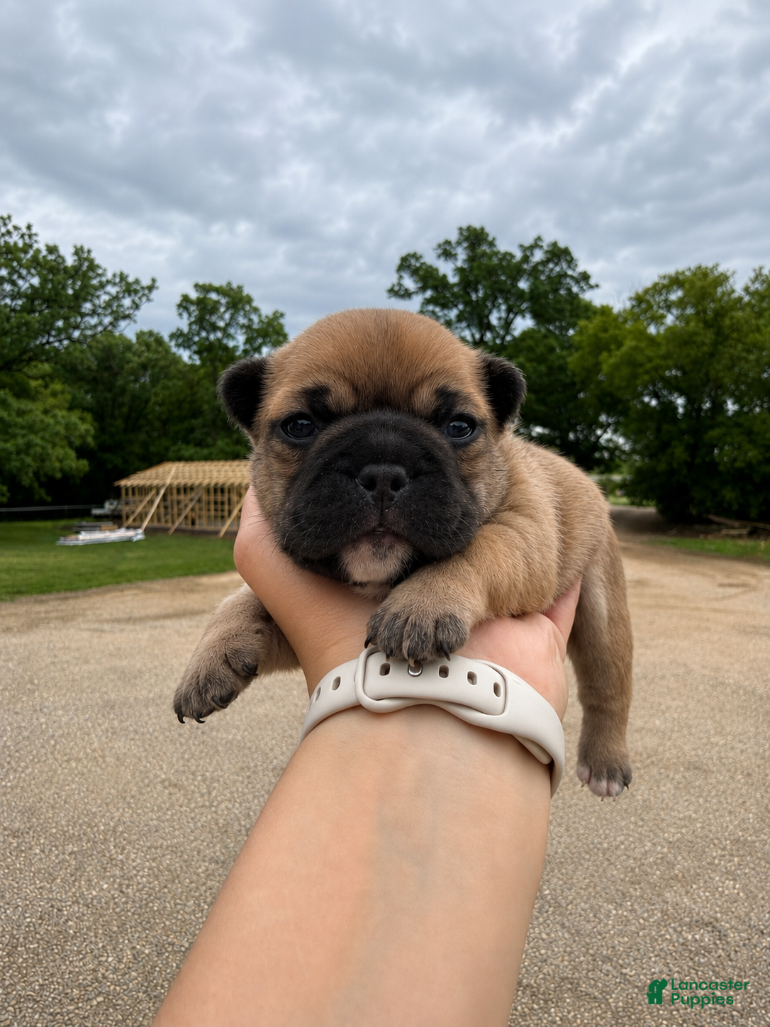 French Bulldog dogs French Bulldog Puppy 1 - Ad 1