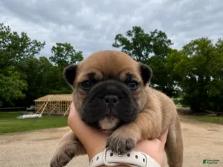 French Bulldog dogs for sale: French Bulldog Puppy 1 - Ad 3
