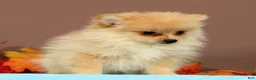 Pomeranian dogs for sale: Butterscotch - Ad 3