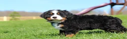 Bernese Mountain Dog dogs for sale: Crooked Jim - Ad 12