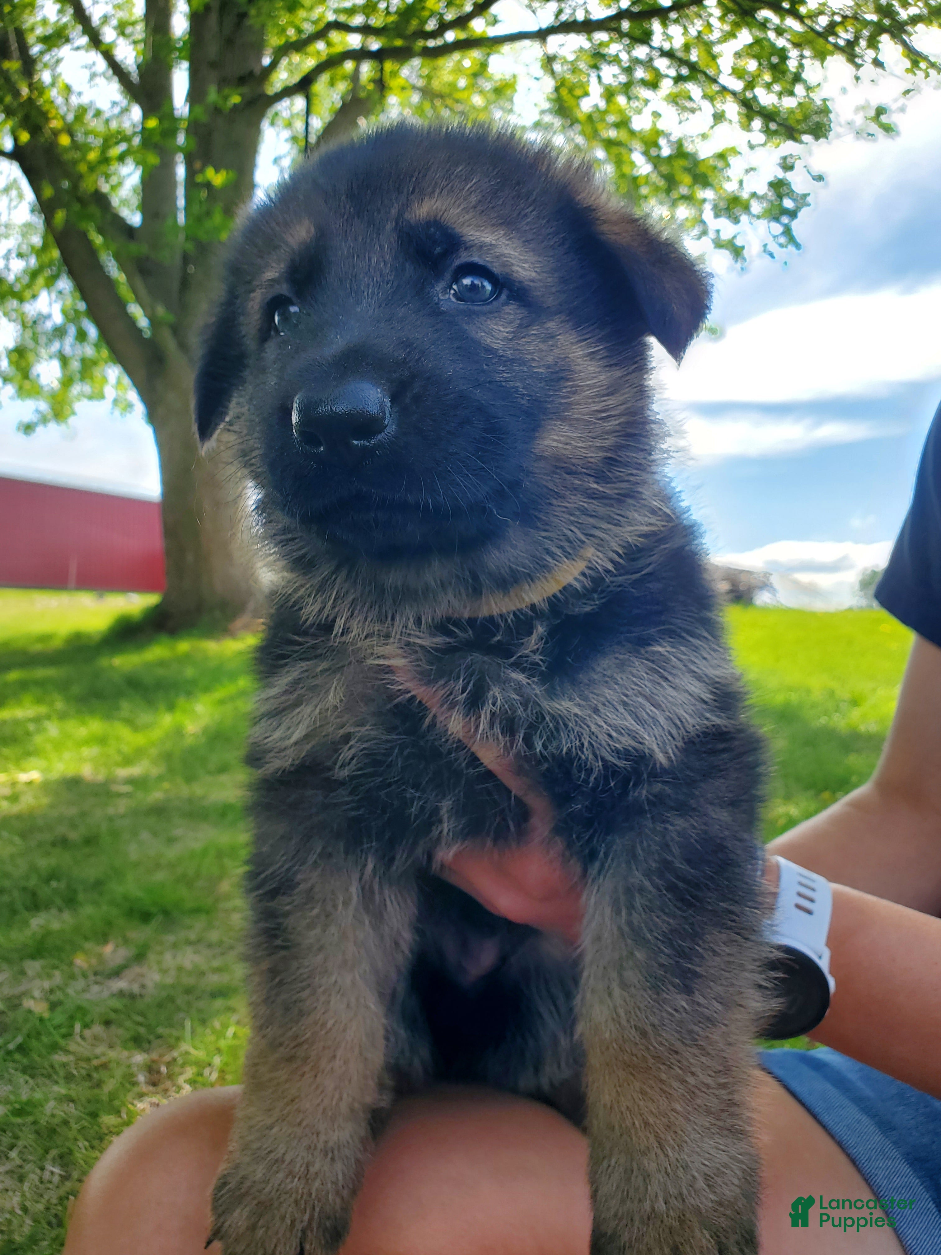 German Shepherd dogs Charlie - Ad 9